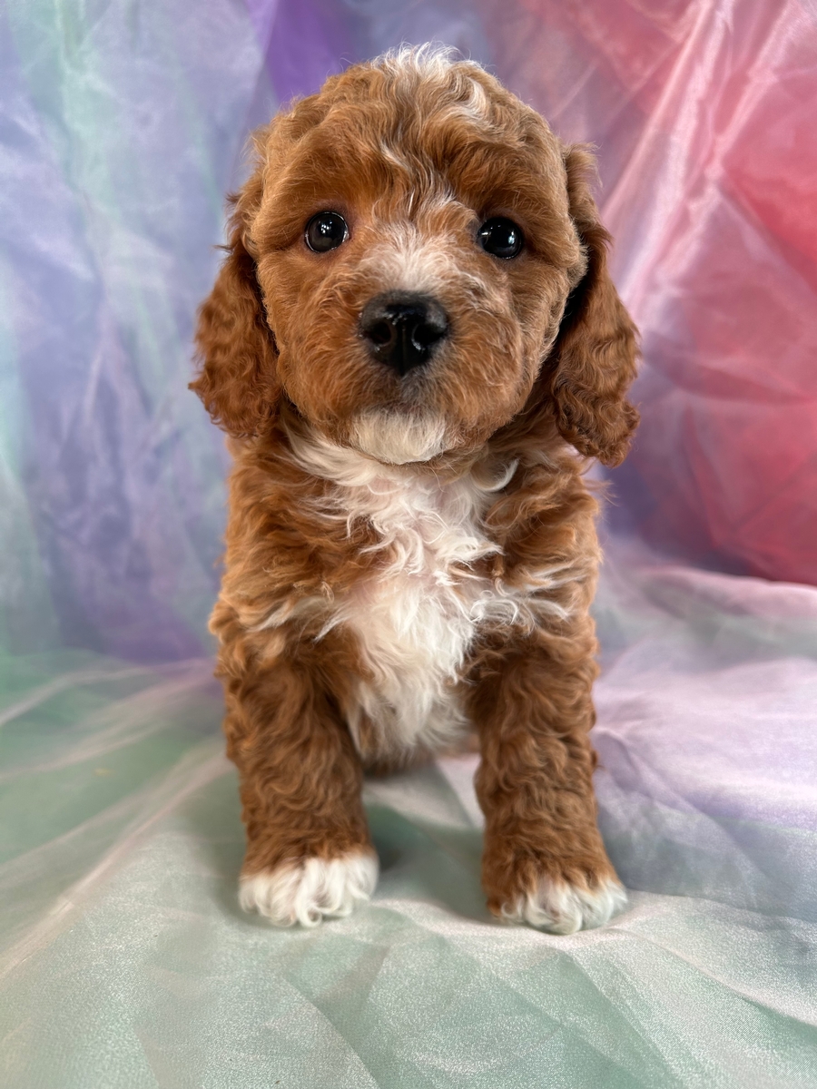 Female Bichon Poodle Puppy for Sale DOB 12-25-22 $1200